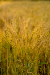 indian agriculture, wheat field india.