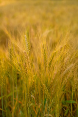 Obraz premium indian agriculture, wheat field india.