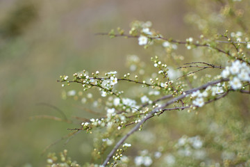 Flowering white spirea on a spring morning.