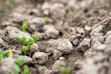 green plant growing in soil