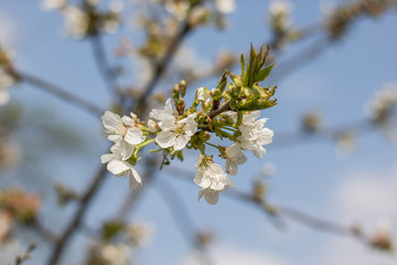 Beautiful blooming plum tree in early spring. Spring background - plum tree buds and flowers, blossomed on a sunny day
