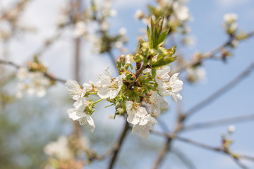 Beautiful blooming plum tree in early spring. Spring background - plum tree buds and flowers, blossomed on a sunny day
