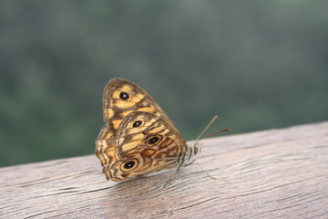 butterfly on branch