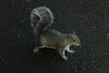 Friendly animals in a publick park, Scotland