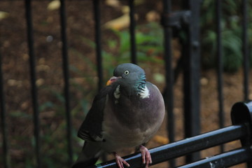 Friendly animals in a publick park, Scotland