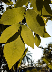 Obraz premium green leaves on the sky