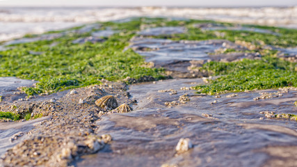 Seashell close-up on a moss covered breakwater.