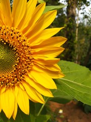 Obraz premium sunflower in the garden