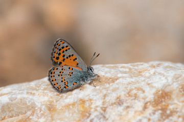 Lycaenidae / Anadolu Gelinciği / Anatolian Vernal Copper / Tomares nogelii