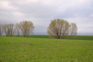 Fototapeta na wymiar Paisaje de prado verde con arboles y cielo nuboso