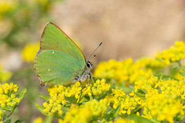 Lycaenidae / Zümrüt / / Callophrys rubi