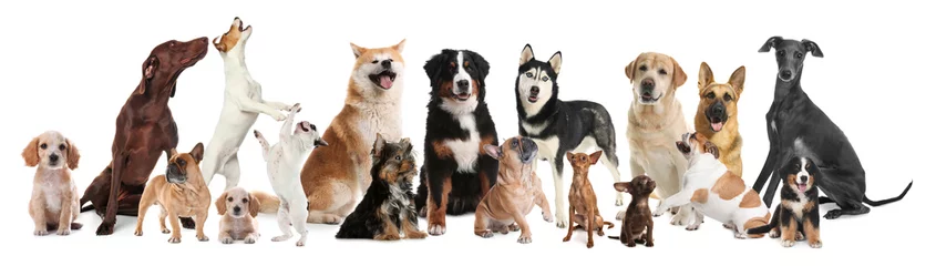  Collage with different dogs on white background. Banner design © New Africa