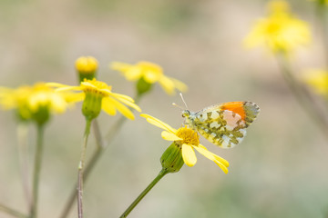 Turuncu Süslü » Anthocharis cardamines »
