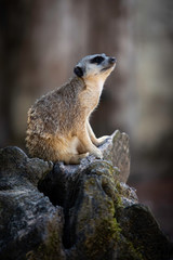 Suricate