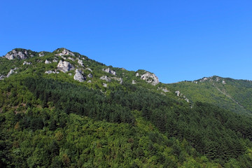 Mountain covered by a tree forest in summer