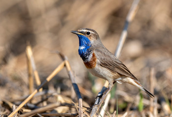Bluethroat bird sitting on the reed ( Luscinia svecica )