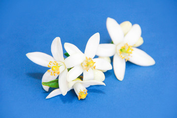 Fototapeta na wymiar natural white orange fruit flowers on blue background