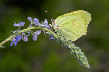 Pieridae / Orakkanat / / Gonepteryx rhamni