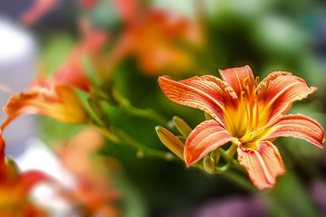 orange lilies on a summer day