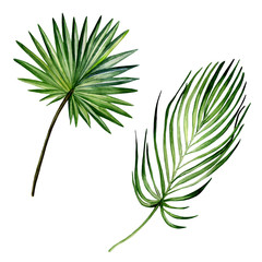 Watercolor hand painted set of 2 green palm leaves. Watercolor isolated elements on white background. Realistic botanical illustrations for trendy design, print or background.