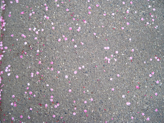 Cherry blossom petals falling on the ground.