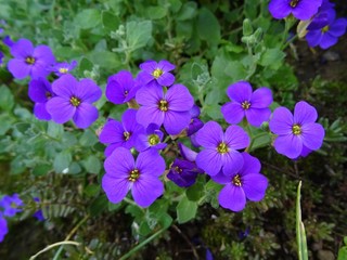 Blaukissen Bl&uuml;ten Nahaufnahme