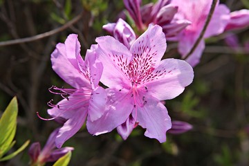 한국 경기도 시흥시 옥구공원 입니다