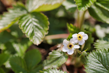 selective focus on white strawberry flower