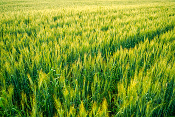 indian agriculture, wheat field india.