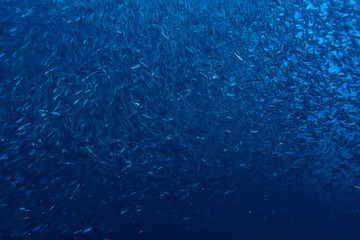 scad jamb under water / sea ecosystem, large school of fish on a blue background, abstract fish alive