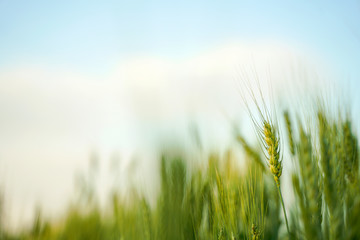 indian agriculture, wheat field india.