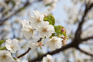 Obraz premium 한국 경기도 시흥시 옥구공원 입니다