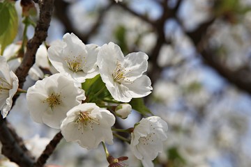 한국 경기도 시흥시 옥구공원 입니다