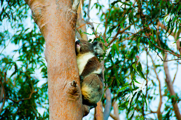 Koala on Eucalyptus Tree - Australia