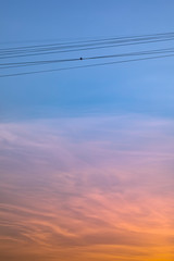 Silhouette of a bird sitting on power lines during sunset, sunset lighting background.