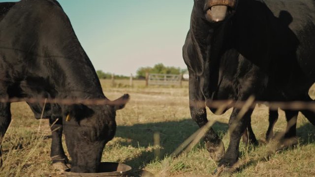 Cow eating near a fence in a field