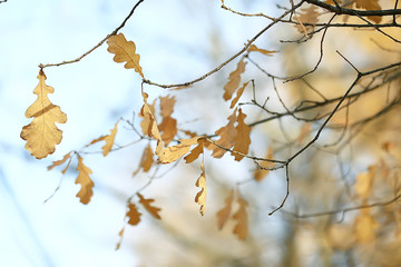 branches leaves yellow background / abstract seasonal background falling leaves beautiful photo