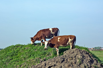 Cows graze on a small hill