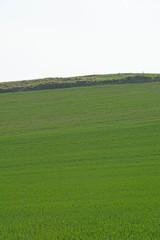 Fototapeta na wymiar 緑のムギ畑