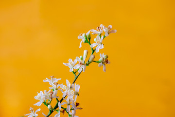 Medicinal neem flower over yellow background, selective focus on neem flowers , Siamese neem tree, Nim, Margosa, Quinine on yellow  background