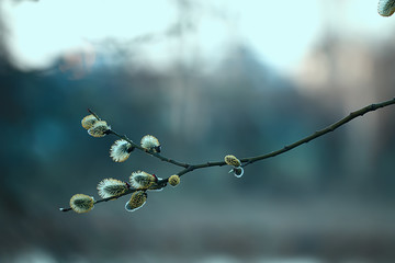branches of young green leaves and buds, seasonal background, april march landscape in the forest