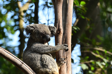 koala, a unique mammal in Australia