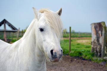 A white horse on a summer pasture.