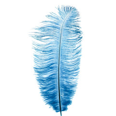 Blue bird feather isolated decoration