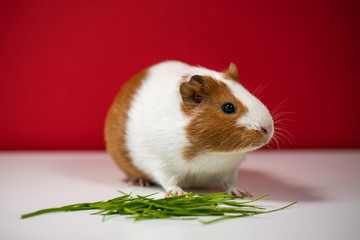 Closeup view photography of cute white and brown home guinea pig pet eating fresh green grass with great appetite.