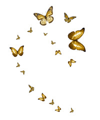 Flock of flying butterflies isolated on white