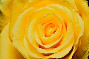 Yellow Rose close up macro photo