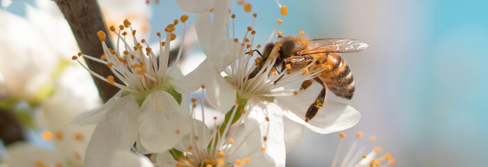 bee