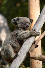 koala, a unique mammal in Australia