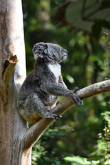 koala, a unique mammal in Australia